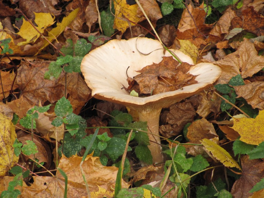 Говорушка жёлтая осеняя