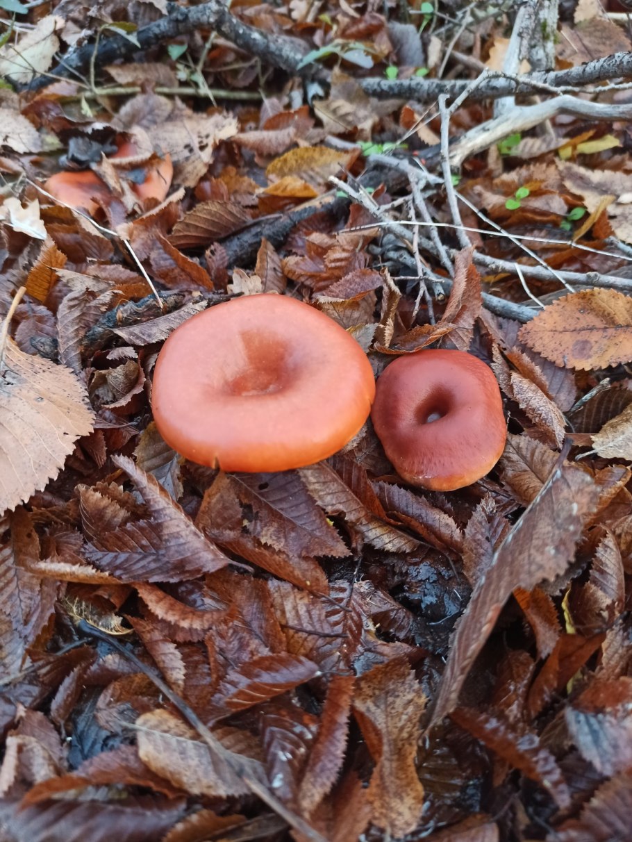 Clitocybe rivulosa