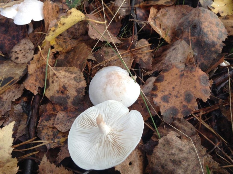 Говорушка налиственная (Clitocybe phyllophila)
