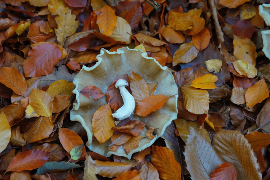 Осенний гриб пластинки волной