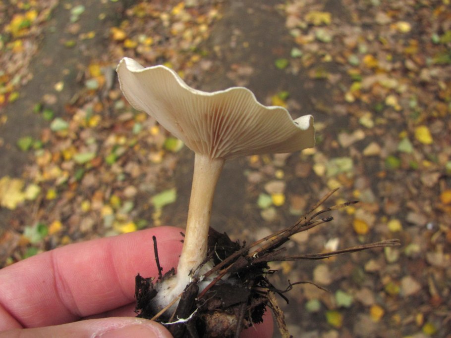 Говорушка беловатая орляк обыкновенный фасоль