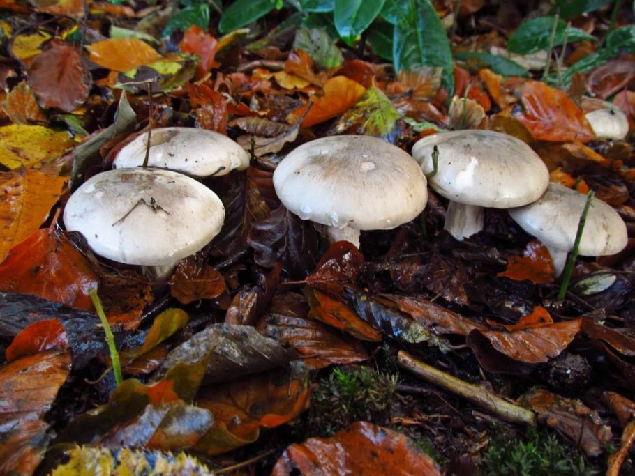 Говорушка осенняя серая дымчатая