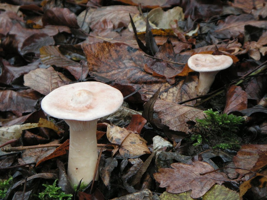 Говорушка подогнутая clitocybe geotropa