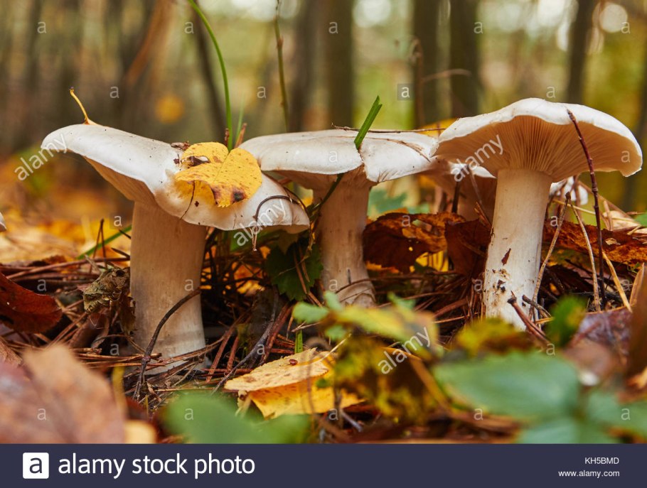 Путики осенние