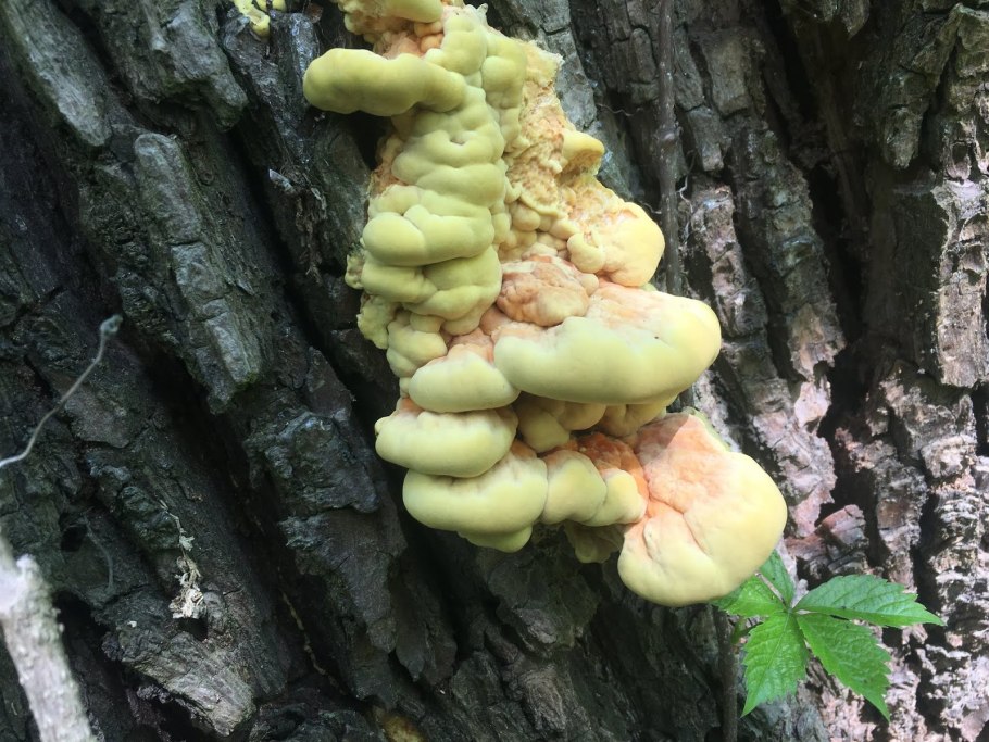 Дедалеопсис трутовик