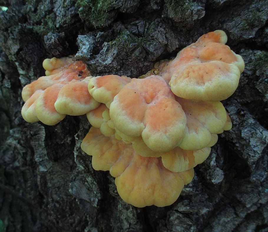 Гриб трутовик серо-желтый