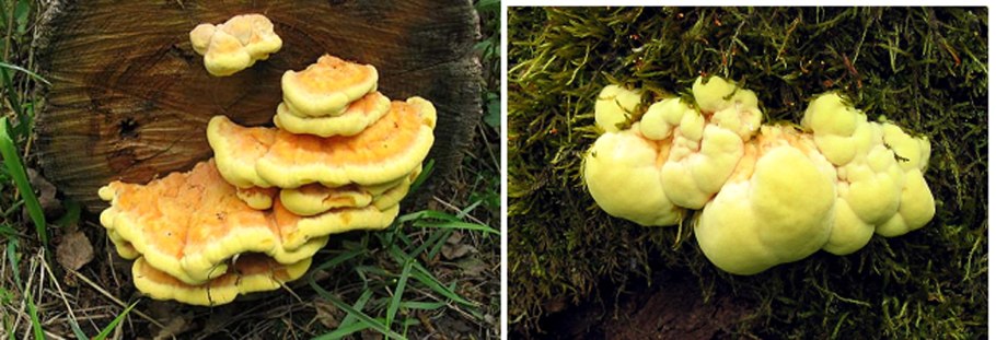 Гриб трутовик серно желтый