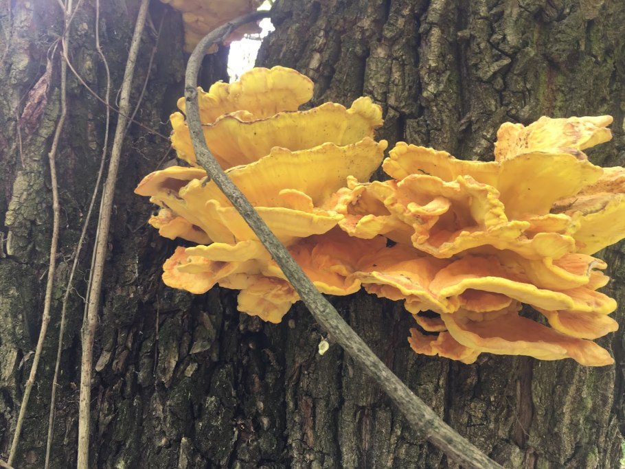 Трутовик серно-жёлтый