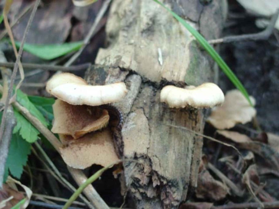 Трутовик желтый