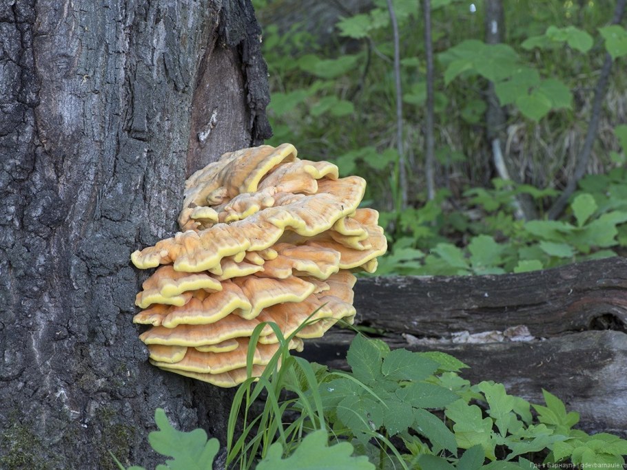 Chicken of the Woods гриб в США