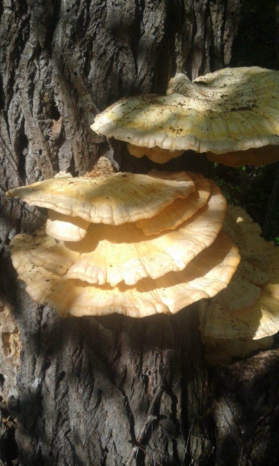 Трутовик лускатий