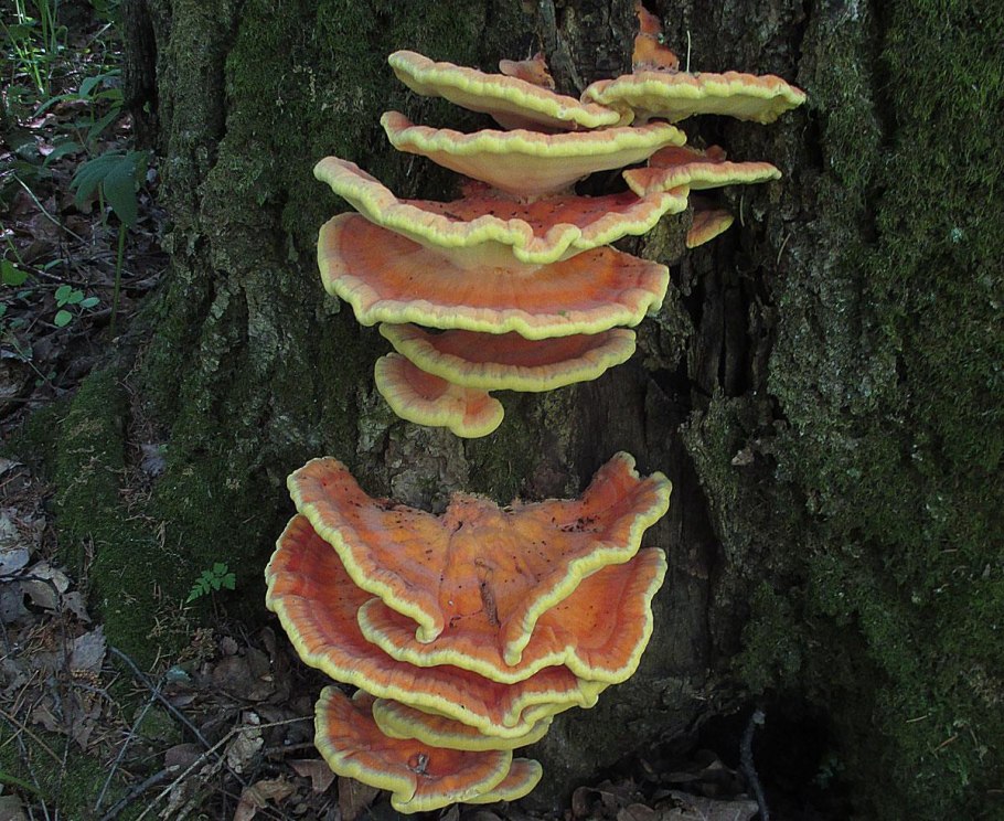 Laetiporus sulphureus