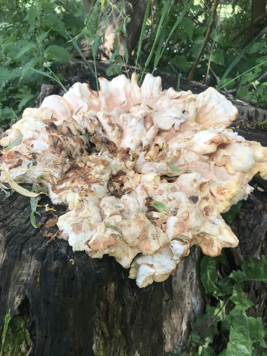 Кленовый трутовик