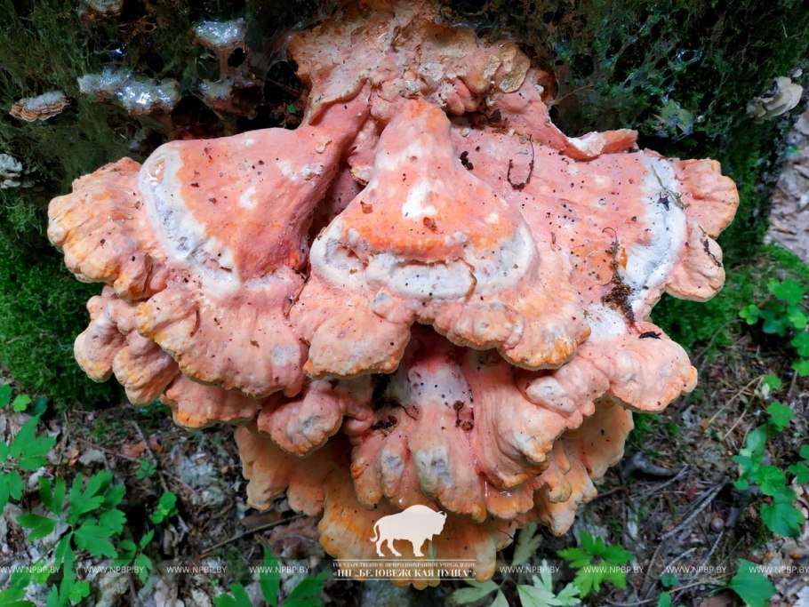 Трутовик серно-жёлтый