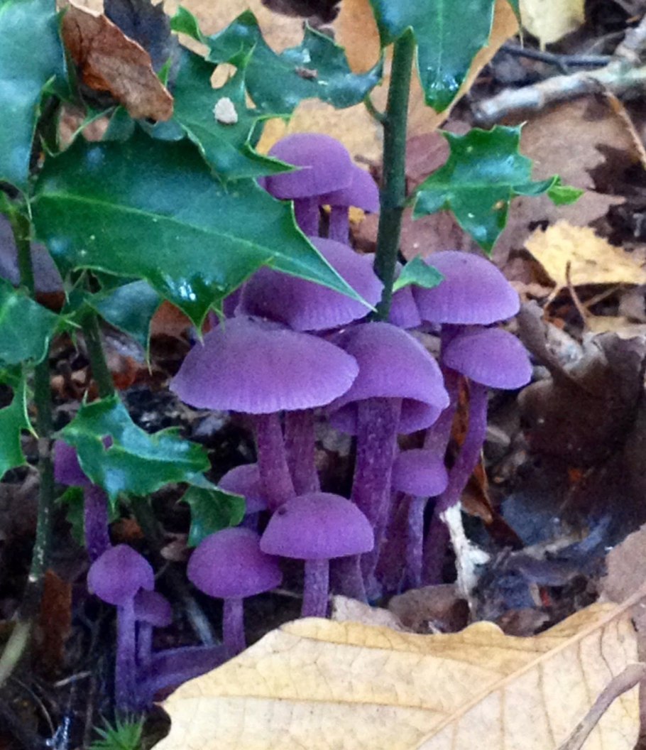 Гриб Laccaria amethystina.