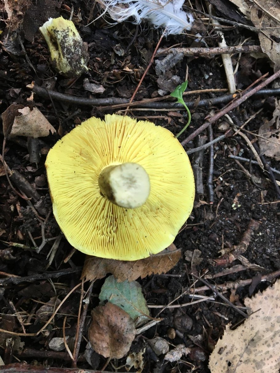Tricholomopsis rutilans