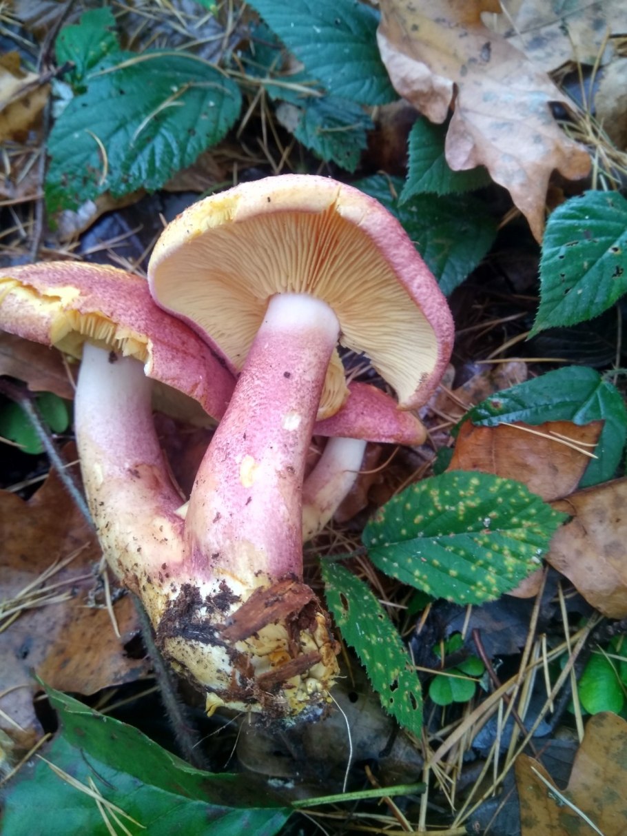 Рядовка желто-красная Tricholomopsis rutilans съедобная