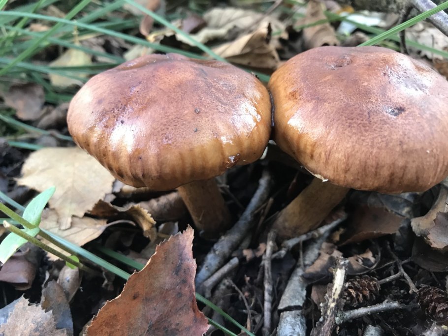 Рядовка желто-красная Tricholomopsis rutilans съедобная