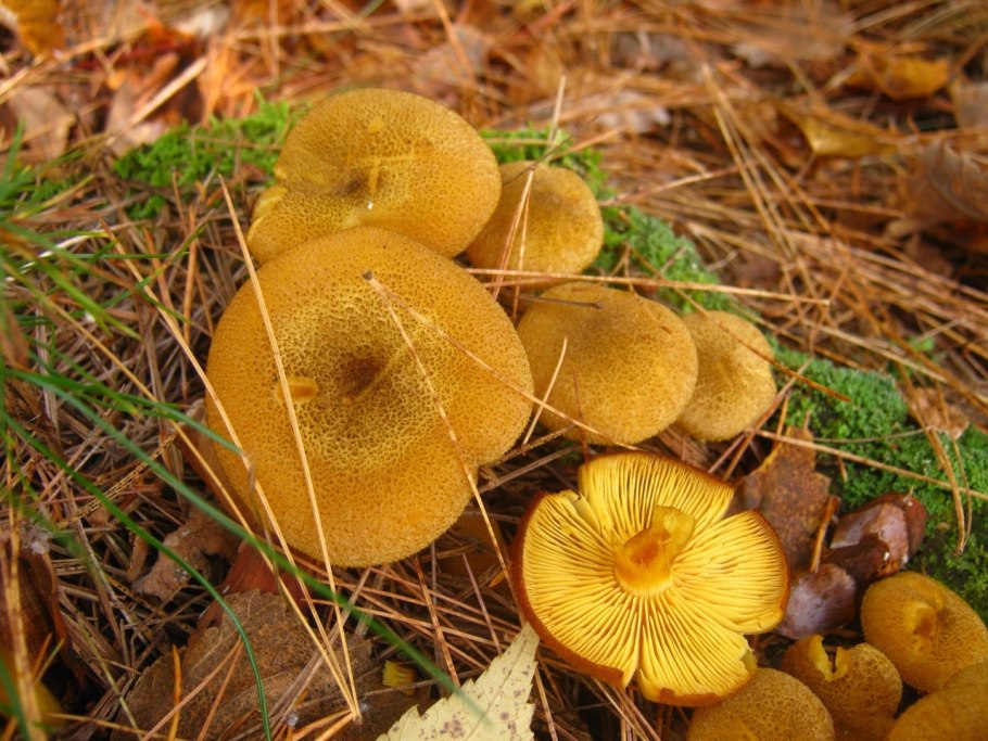 Tricholoma flavobrunneum