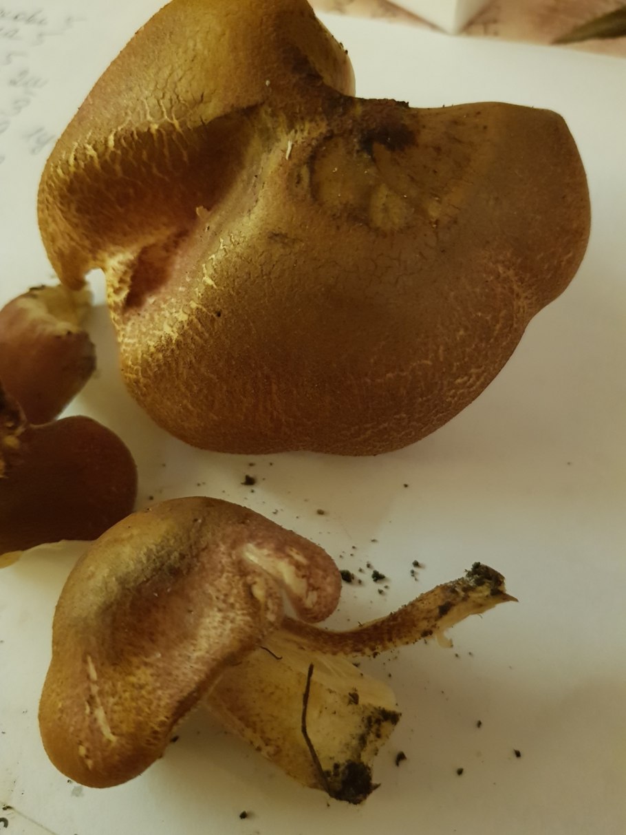 Говорушка буро-желтая