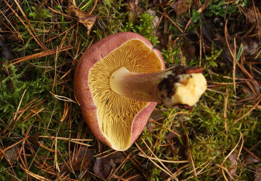 Рядовка желто-красная Tricholomopsis rutilans съедобная