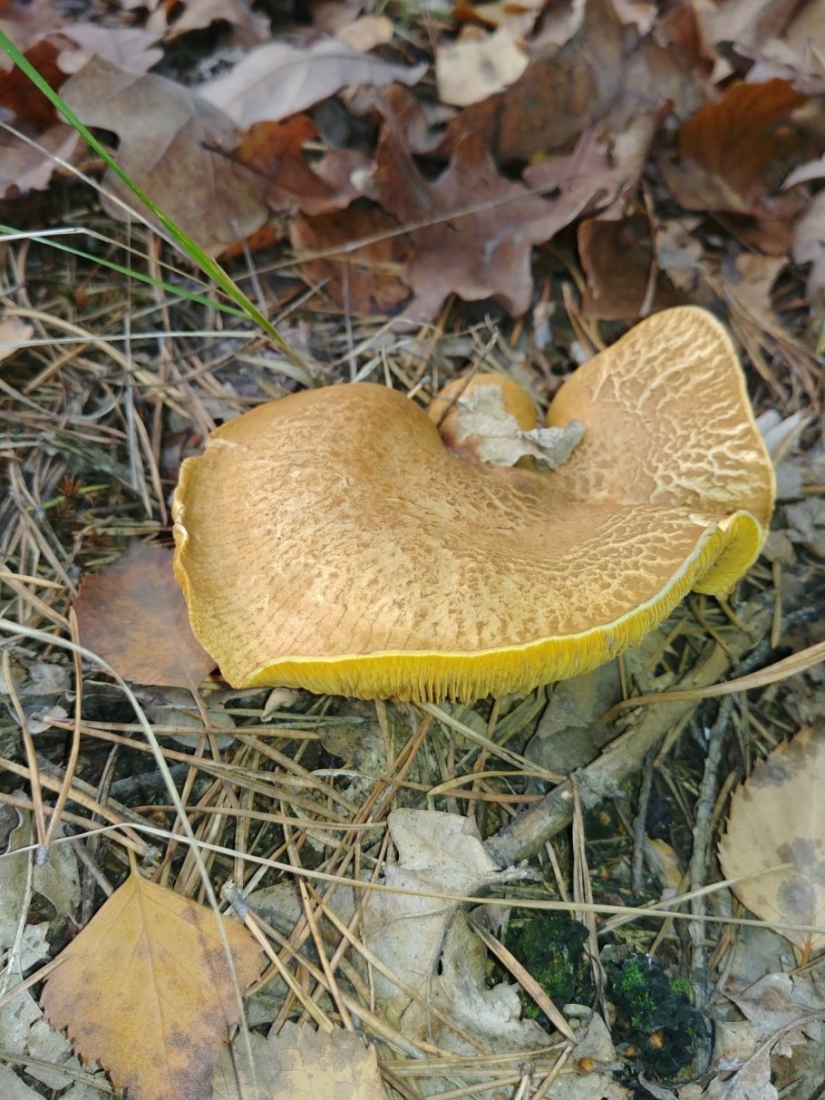 Рядовка серная Tricholoma Sulphureum