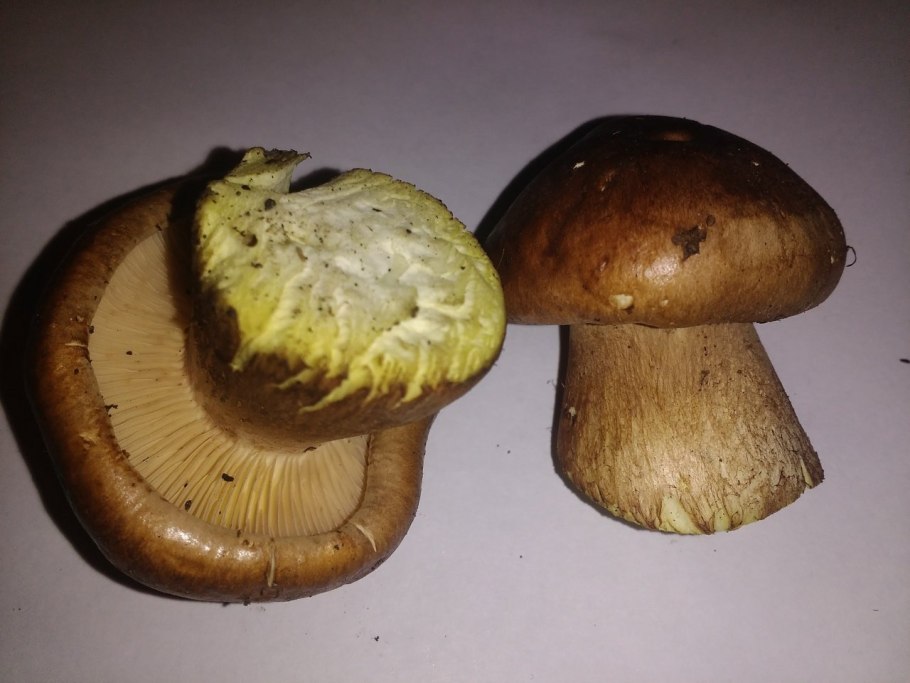 Tricholomopsis rutilans