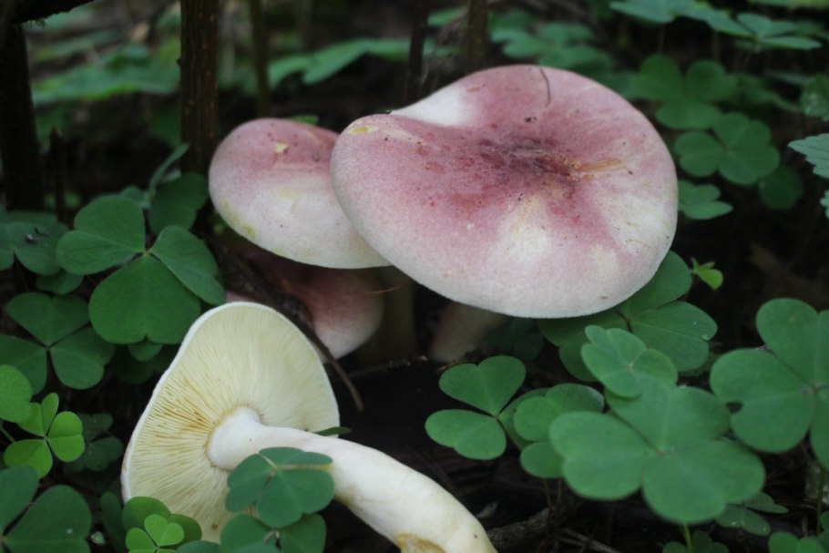 Рядовка буро-желтая Tricholoma fulvum