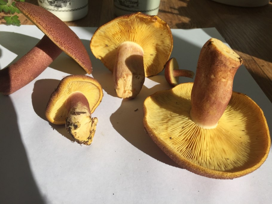 Tricholoma frondosae