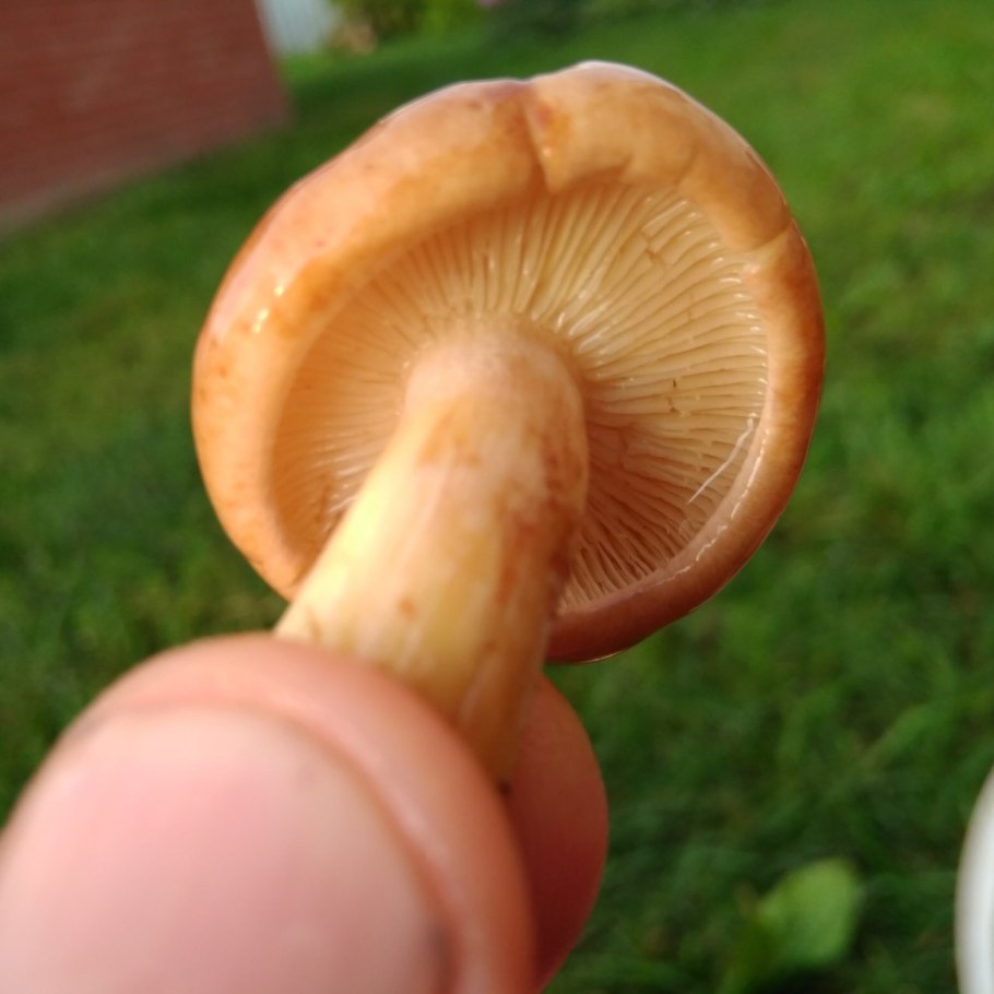 Рядовка желто-бурая Tricholoma flavobrunneum