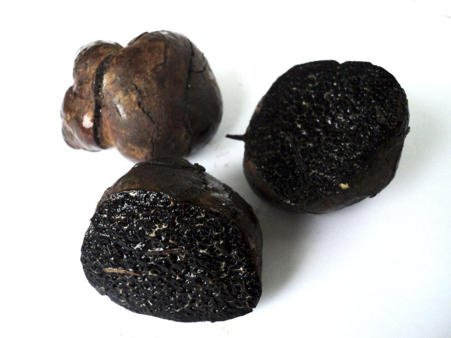 Urnula craterium