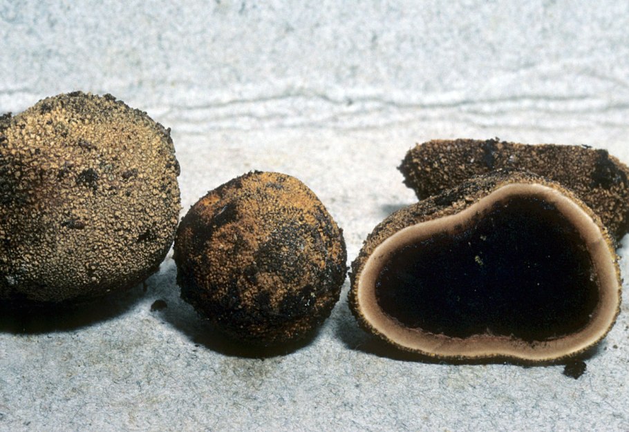 Олений трюфель (Elaphomyces granulatus)
