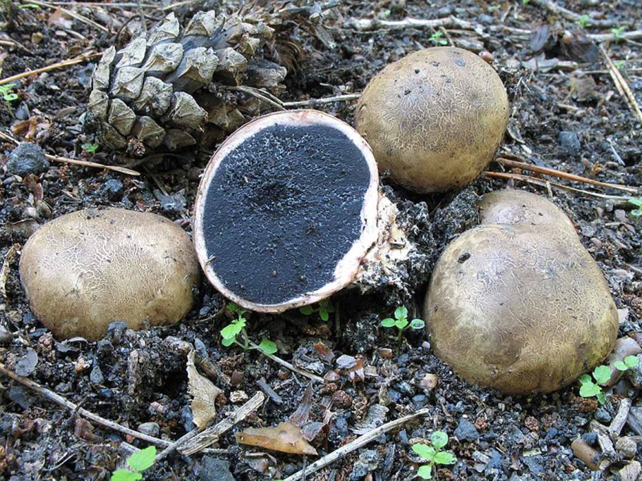 Ложнодождевик бородавчатый Scleroderma verrucosum