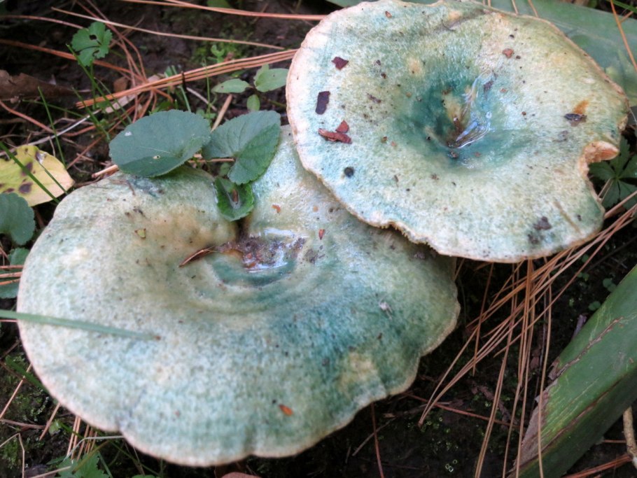 Lactarius brunneoviolaceus гриб