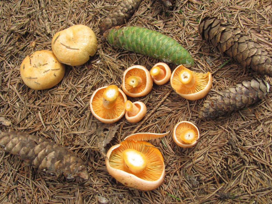 Lactarius semisanguifluus
