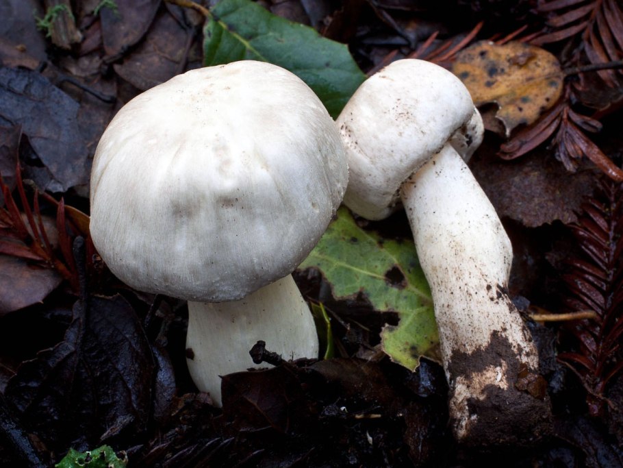 Шампиньон желтокожий Agaricus xanthodermus