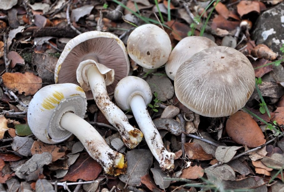 Шампиньон желтокожий Agaricus xanthodermus