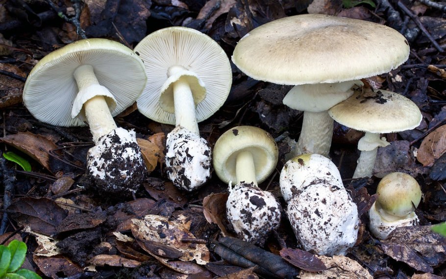 Грибы Agaricus xanthodermus