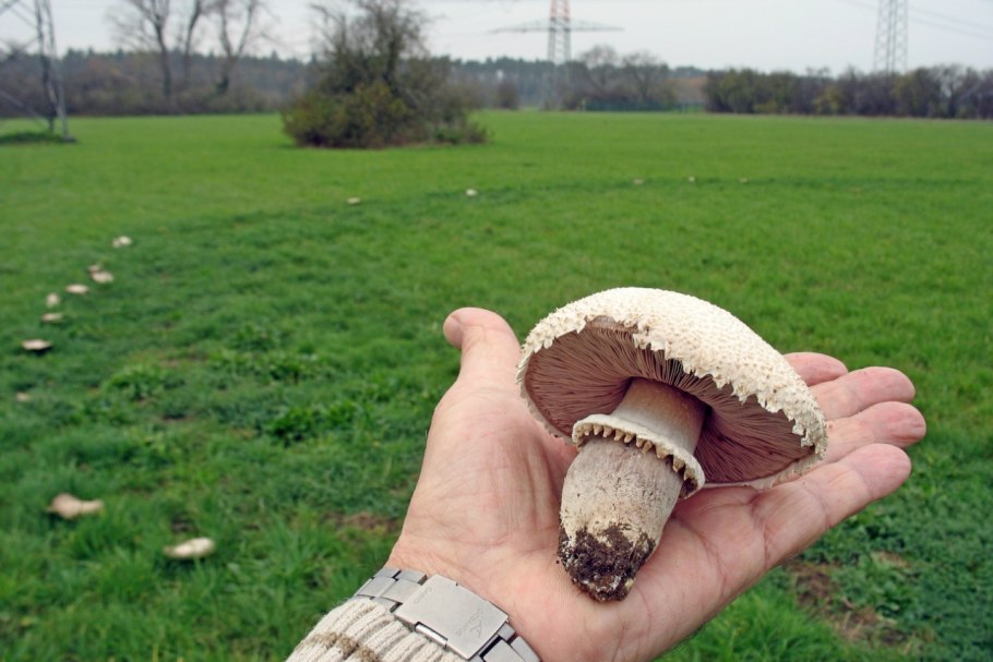 Шампиньон (Agaricus)