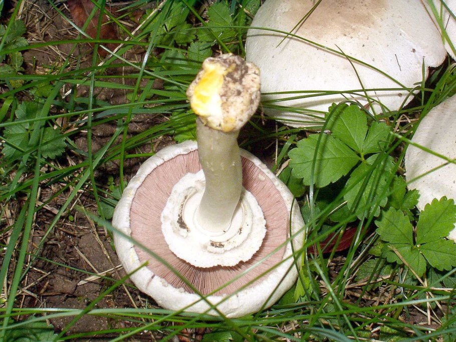Грибы Agaricus xanthodermus