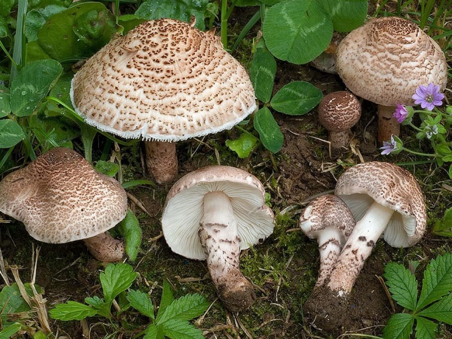 Печерица Луговая