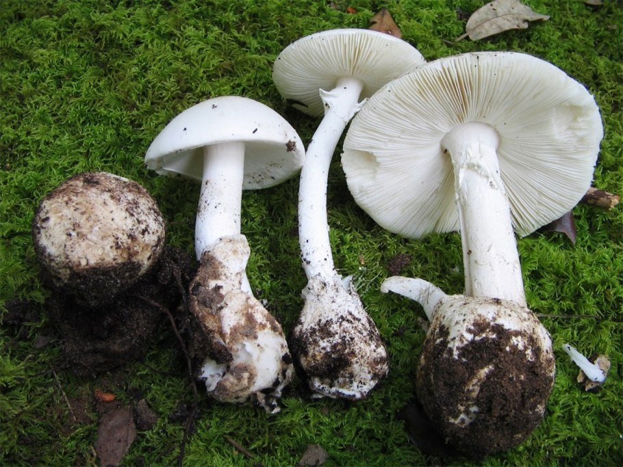 Шампиньон полевой Agaricus arvensis