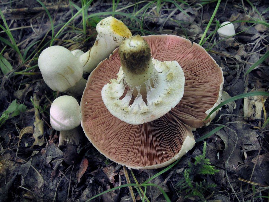 Amanita phalloides (губка гадюки)