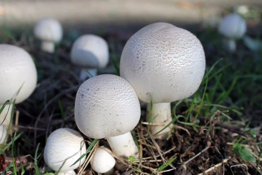Agaricus silvaticus