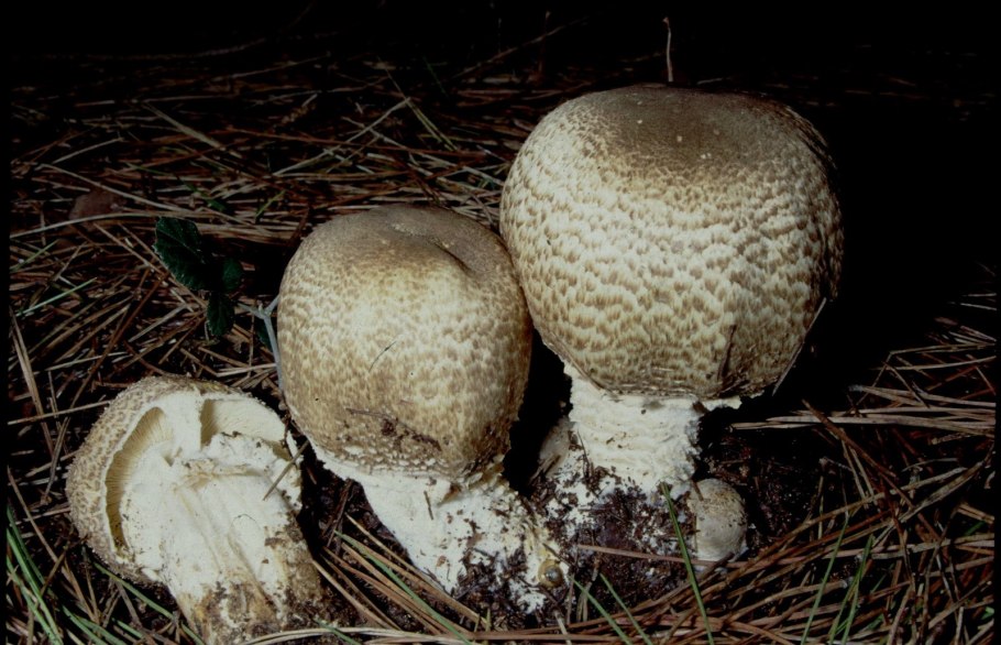 Шампиньон Таблитчатый (Agaricus tabularis)