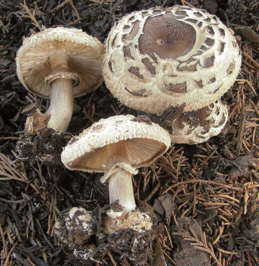 Мухомор белый (Amanita Verna)