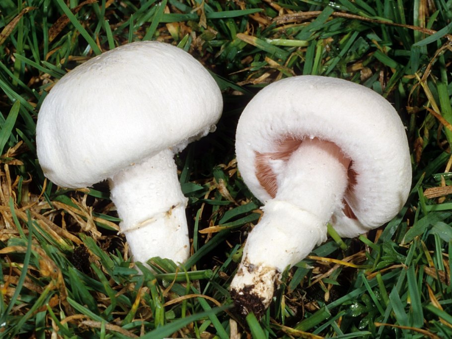 Грибы Agaricus xanthodermus