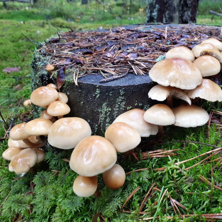 Опенок серопластинчатый Hypholoma capnoides