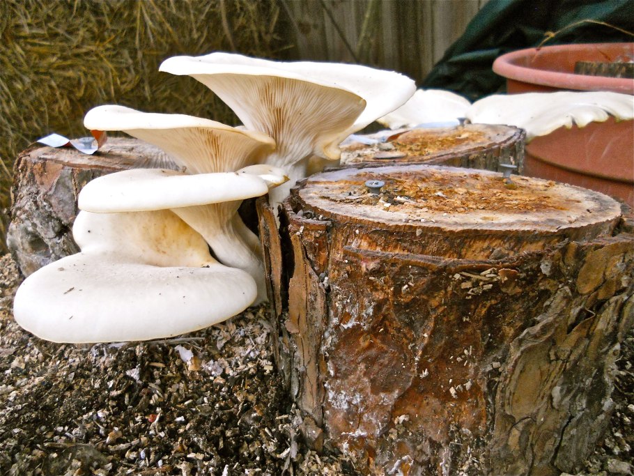 Грибы на пнях