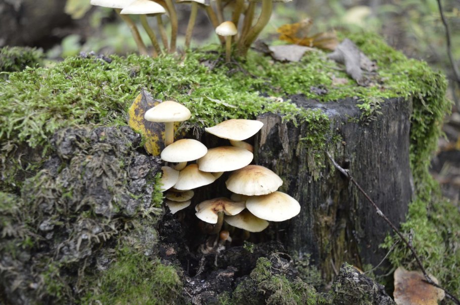 Поганки на пне